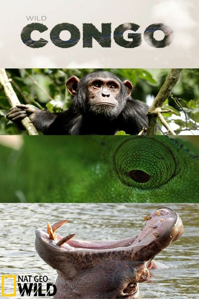 Wild Congo - Season 1