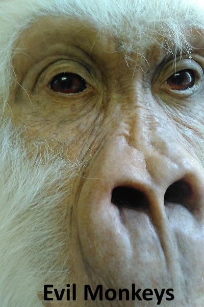Evil Monkeys