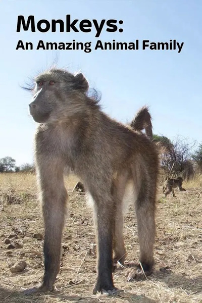 Amazing Monkeys (Monkeys An Amazing Animal Family ) - Season 1